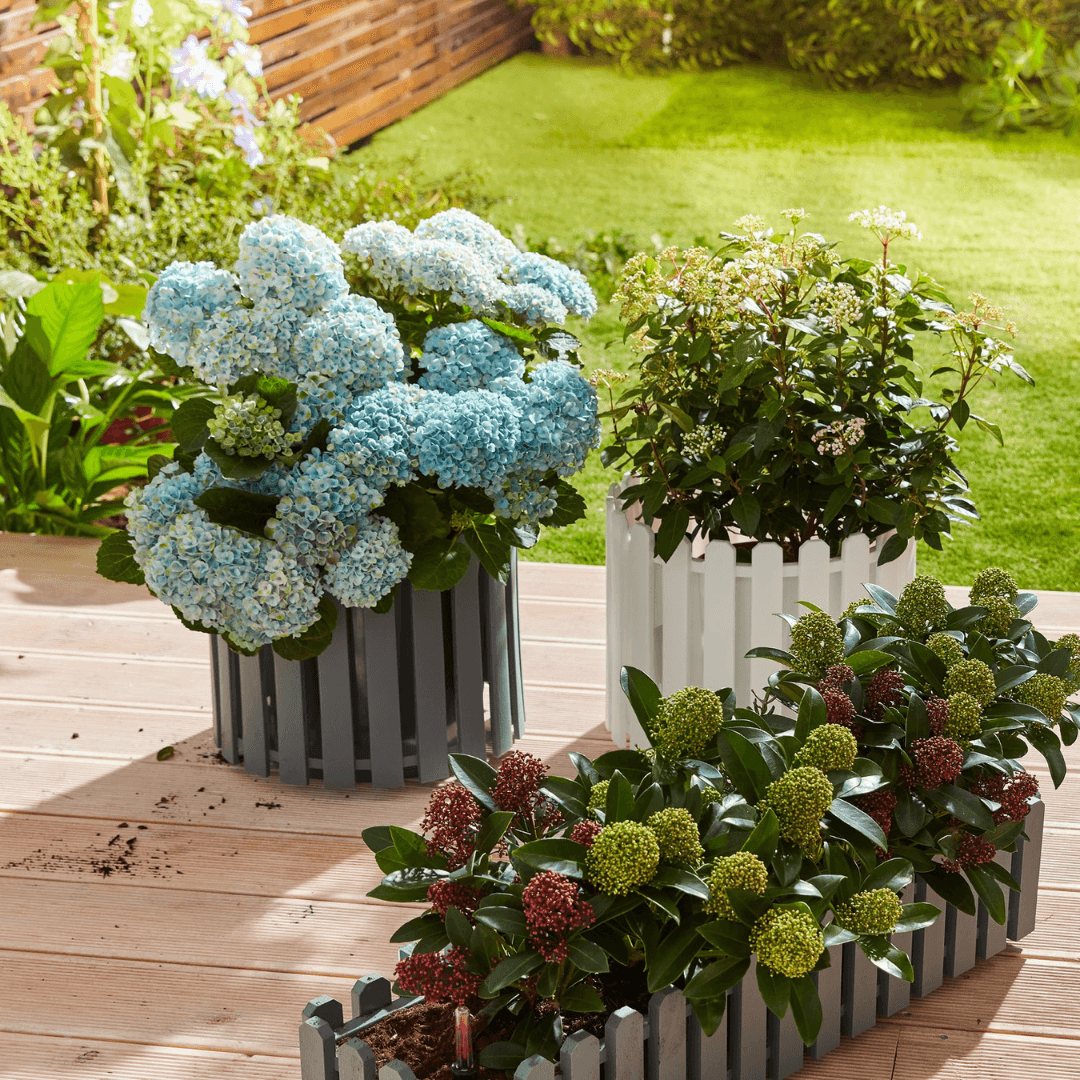belavi® flower box