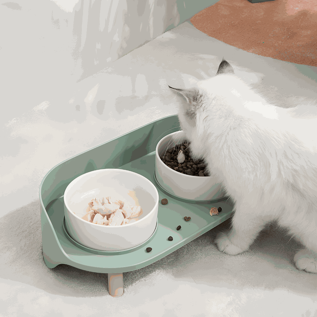 Anti-Spill Elevated Pet Bowl Feeder | European Household | Lebanon