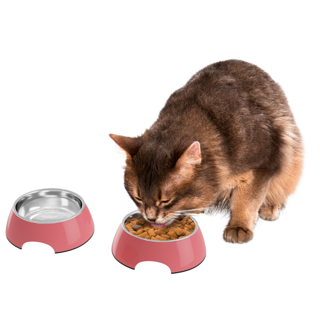 Zoofari Food Or Water Bowl Set Of 2