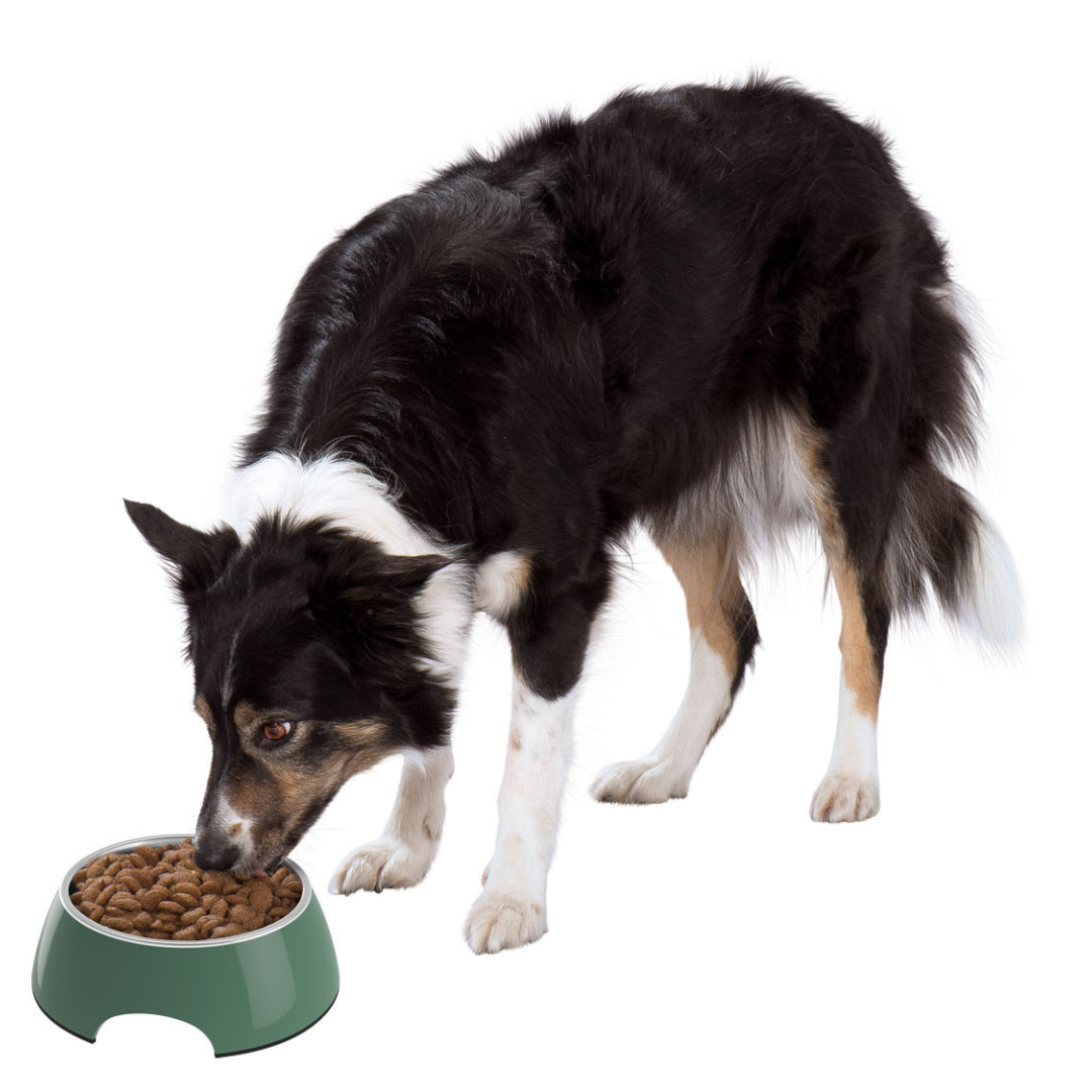 Zoofari Food Or Water Bowl 700ML Set Of 1