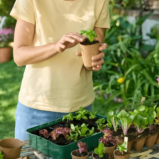 PARKSIDE mini greenhouse 12-piece seed starter kit in Beirut Lebanon
