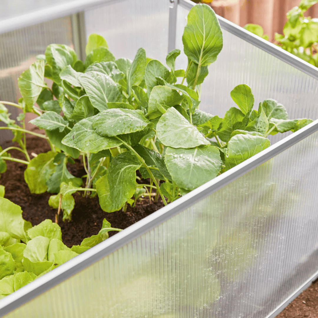 Mini greenhouse with aluminum frame and UV-resistant polycarbonate panels – Beirut Lebanon