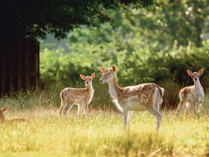 WILDLIFE SURVEILLANCE CAMERA - EUROPEAN HOUSE HOLD