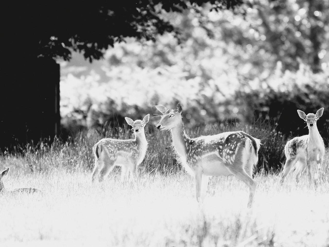 WILDLIFE SURVEILLANCE CAMERA - EUROPEAN HOUSE HOLD